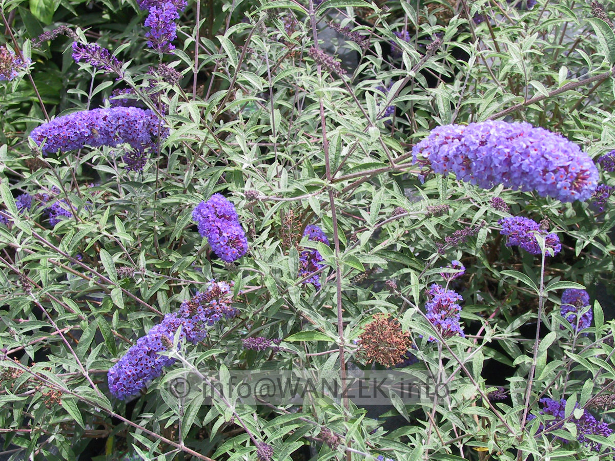 Buddleja Hybride Nanho Blue 3 nah.JPG